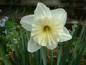 Daffodil White